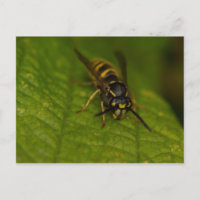 Common Wasp