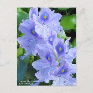 Common Water Hyacinth:Postcard Postcard