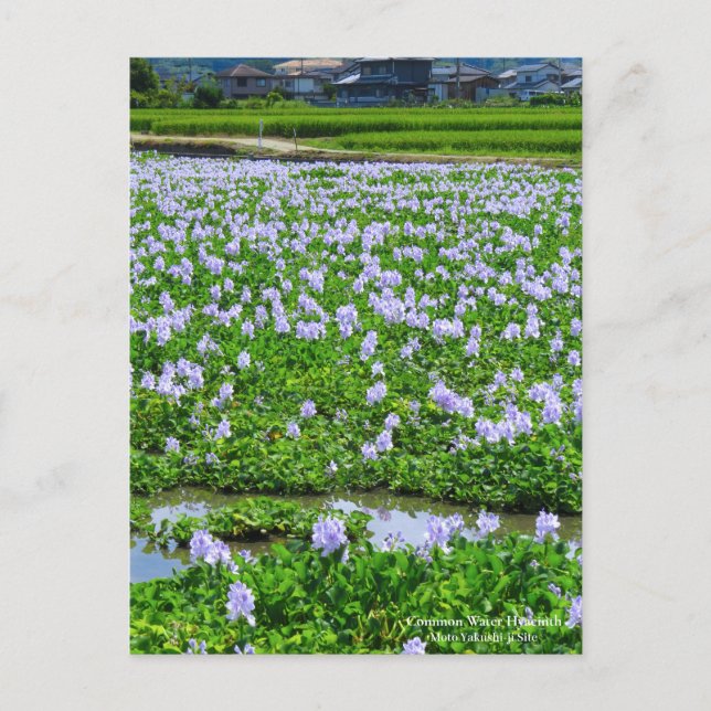 Common Water Hyacinth：Postcard Postcard (Front)
