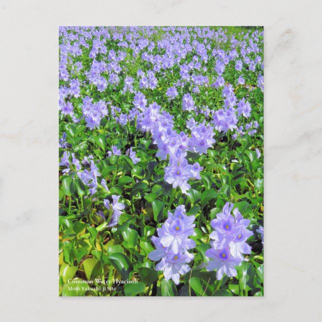 Common Water Hyacinth：Postcard Postcard (Front)