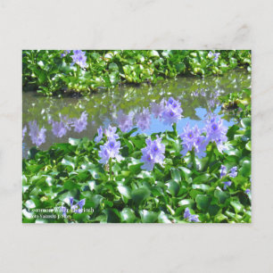 Common Water Hyacinth:Postcard Postcard