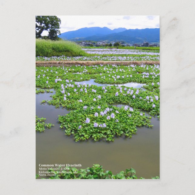 Common Water Hyacinth：Postcard Postcard (Front)