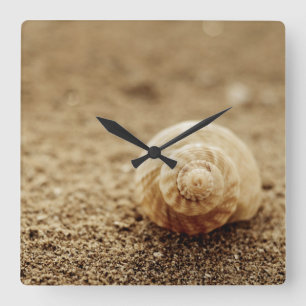 Common Whelk Botany Bay Square Wall Clock