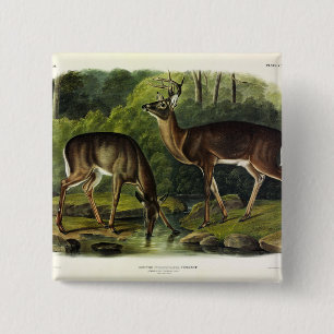 Common (White-tailed) Deer - Audubon's Quadrupeds 15 Cm Square Badge