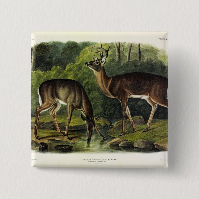 Common (White-tailed) Deer - Audubon's Quadrupeds 15 Cm Square Badge (Front)