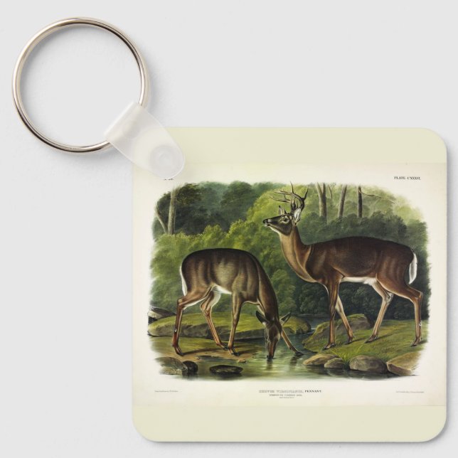Common (White-tailed) Deer - Audubon's Quadrupeds Key Ring (Front)