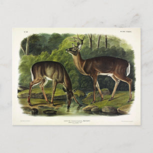 Common (White-tailed) Deer - Audubon's Quadrupeds Postcard