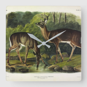 Common (White-tailed) Deer - Audubon's Quadrupeds Square Wall Clock