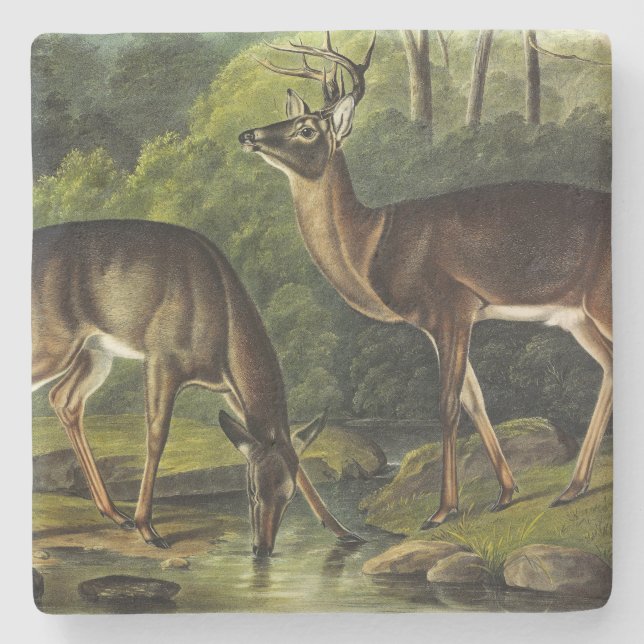 Common (White-tailed) Deer - Audubon's Quadrupeds Stone Coaster (Front)