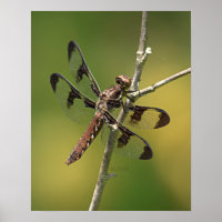 Common Whitetail Skimmer Dragonfly Female.