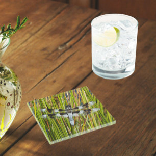 Common Whitetail Skimmer Dragonfly Photo Glass Coaster