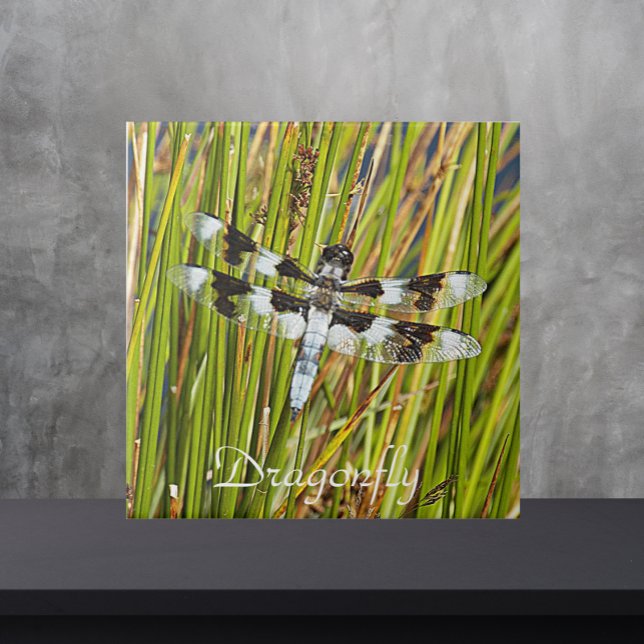 Common Whitetail Skimmer Dragonfly Photo Tile (In Situ)