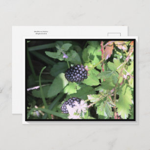 Common Wild Blackberry Postcard Postcrossing