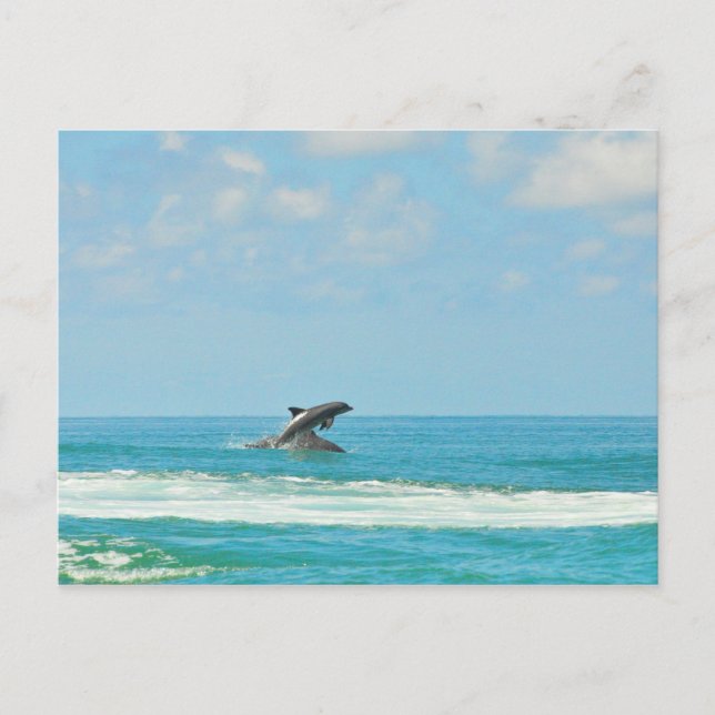 Common Wild Dolphins Playing In Gulf FL Postcard (Front)