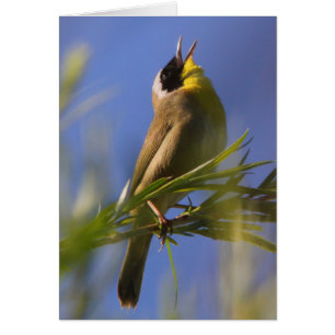 Common Yellowthroat