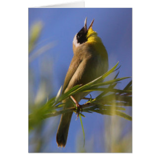 Common Yellowthroat