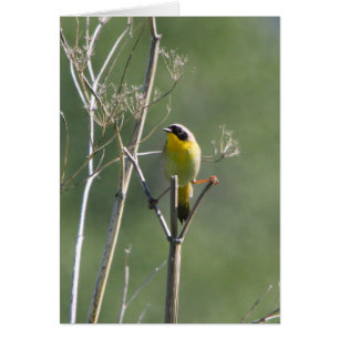 Common Yellowthroat