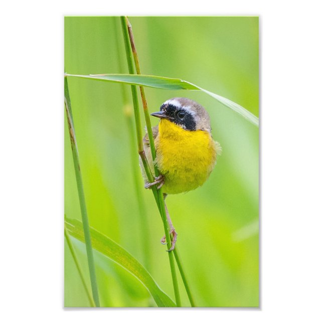 Common Yellowthroat Photo Print (Front)