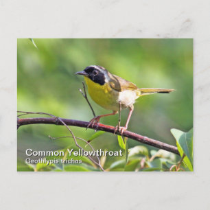 Common Yellowthroat Postcard