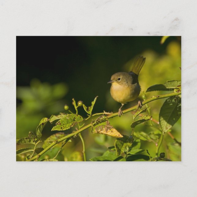 Common Yellowthroat Postcard (Front)