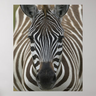 Common Zebra (Equus quagga), close up Poster