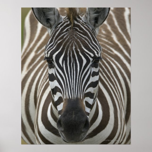 Common Zebra (Equus quagga), close up Poster (Front)