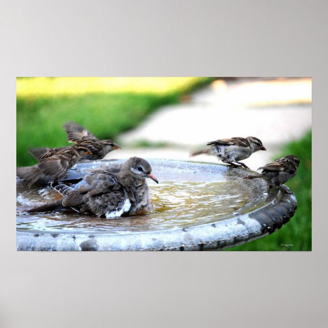 Communal Bath Poster (Front)