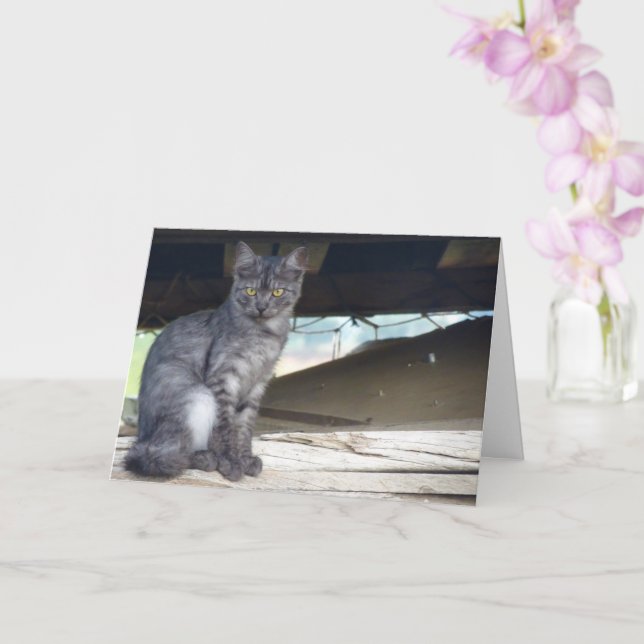 Community Cat Portrait Card (Orchid)