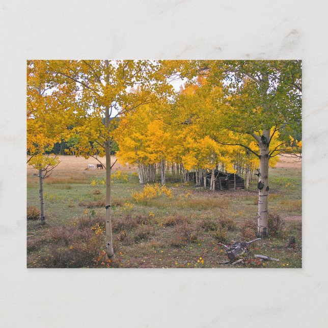 Como Creek, Colorado Postcard (Front)