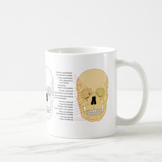 Complete Diagram of the Front of the Human Skull Coffee Mug (Right)
