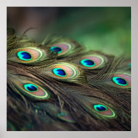 Composition of bright peacock feathers