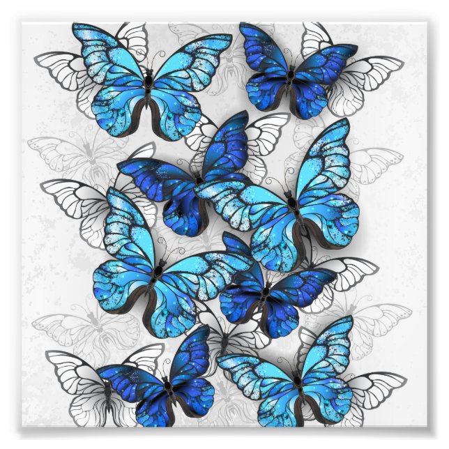 Composition of White and Blue Butterflies Photo Print (Front)