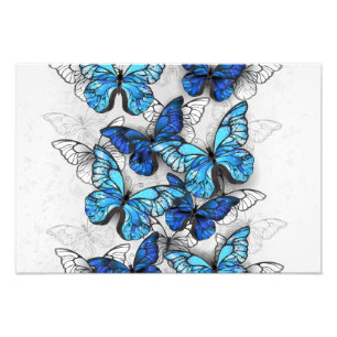 Composition of White and Blue Butterflies Photo Print