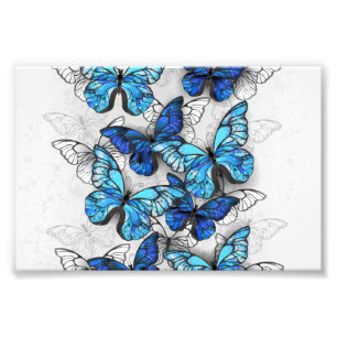 Composition of White and Blue Butterflies Photo Print