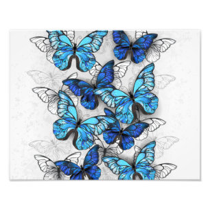 Composition of White and Blue Butterflies Photo Print