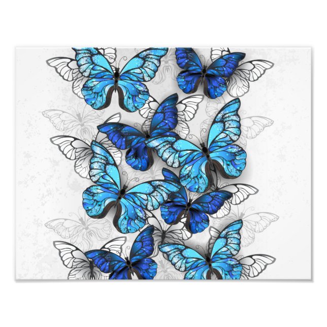 Composition of White and Blue Butterflies Photo Print (Front)