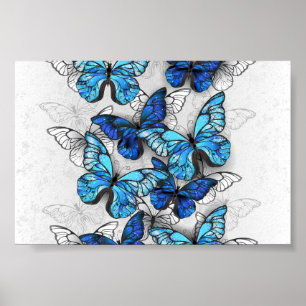 Composition of White and Blue Butterflies Poster