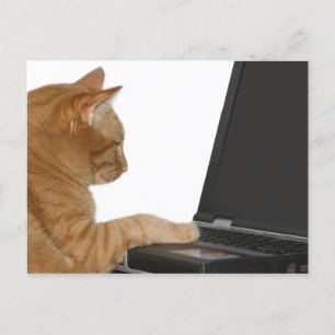 Computing cat postcard
