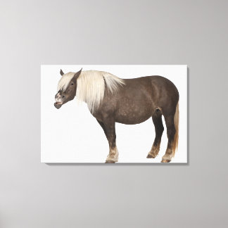 Comtois horse is a draught horse - Equus caballus Canvas Print