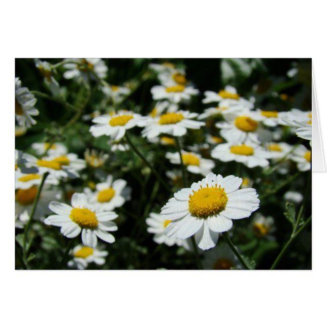 Concentre (Front Horizontal)