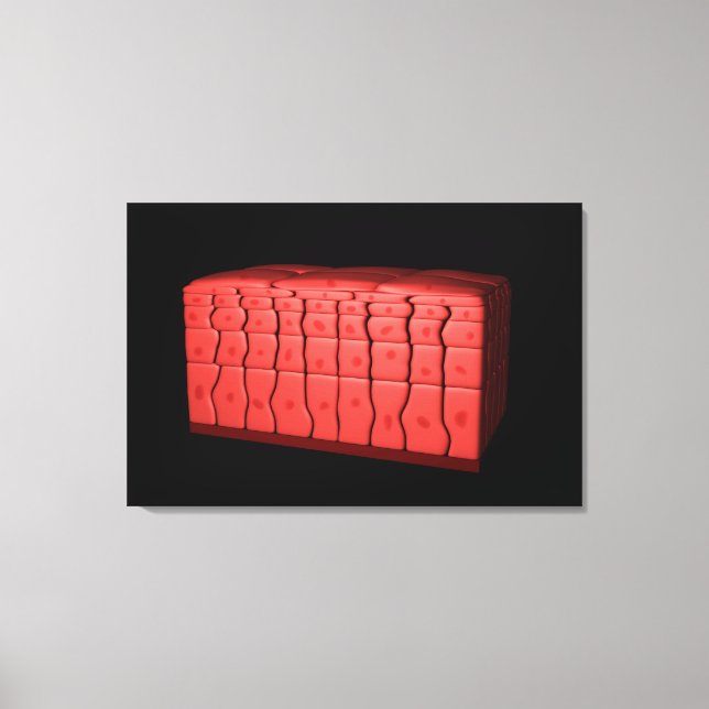Concept Of Stratified Squamous Epithelium 2 Canvas Print (Front)