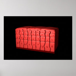 Concept Of Stratified Squamous Epithelium 2 Poster