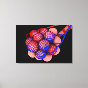 Conceptual Image Of Alveoli 1 Canvas Print