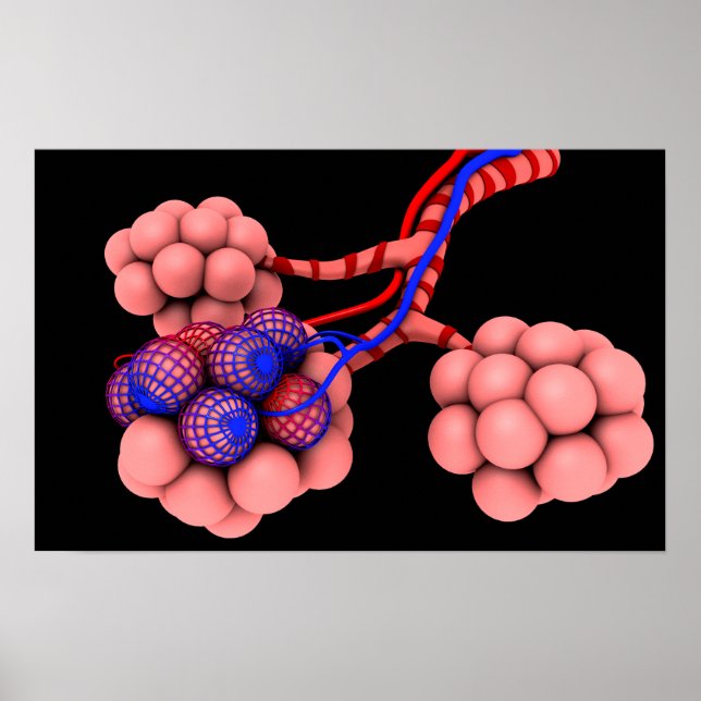 Conceptual Image Of Alveoli 2 Poster (Front)