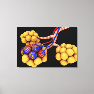 Conceptual Image Of Alveoli 4 Canvas Print