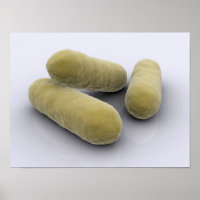 Conceptual Image Of Bacteria 2