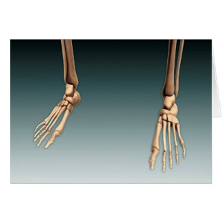 Conceptual Image Of Bones In Human Legs And Feet