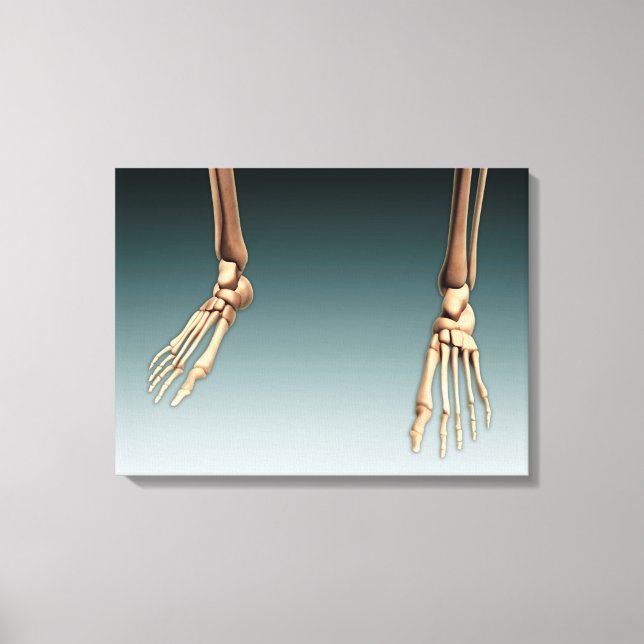 Conceptual Image Of Bones In Human Legs And Feet Canvas Print (Front)