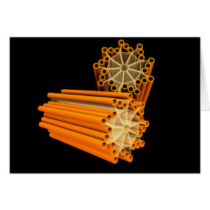 Conceptual Image Of Centrioles 1