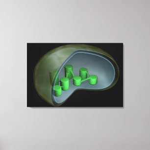Conceptual Image Of Chloroplast 1 Canvas Print
